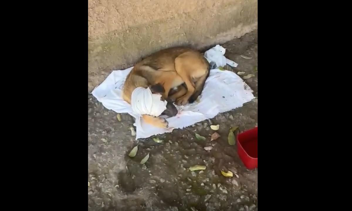 Imagens fortes: cão é agredido com barra de ferro; veja vídeo - Reprodução Redes Sociais/Flávio Marra