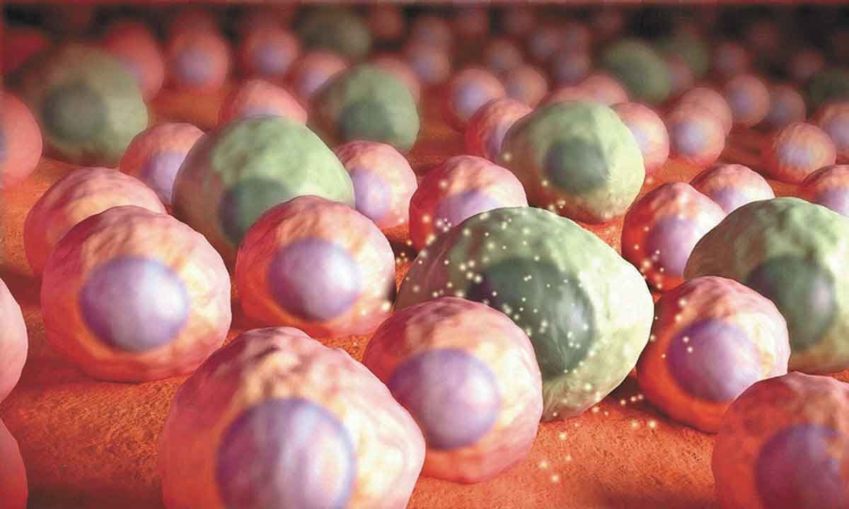 Medicina regenerativa: soluções curativas para doenças crônicas  - Fotos: Mayo Clinic/divulgação