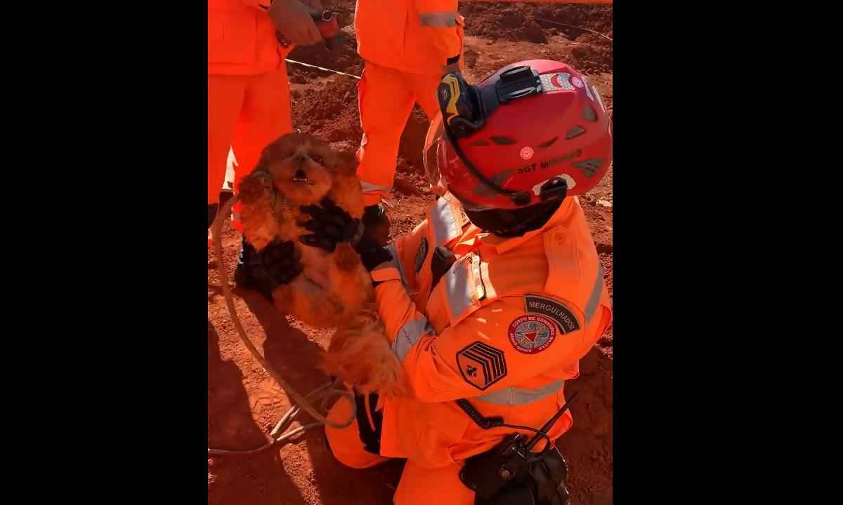 Vídeo: bombeiros resgatam cachorrinho que caiu em buraco de obra - Repdorução/CBMG
