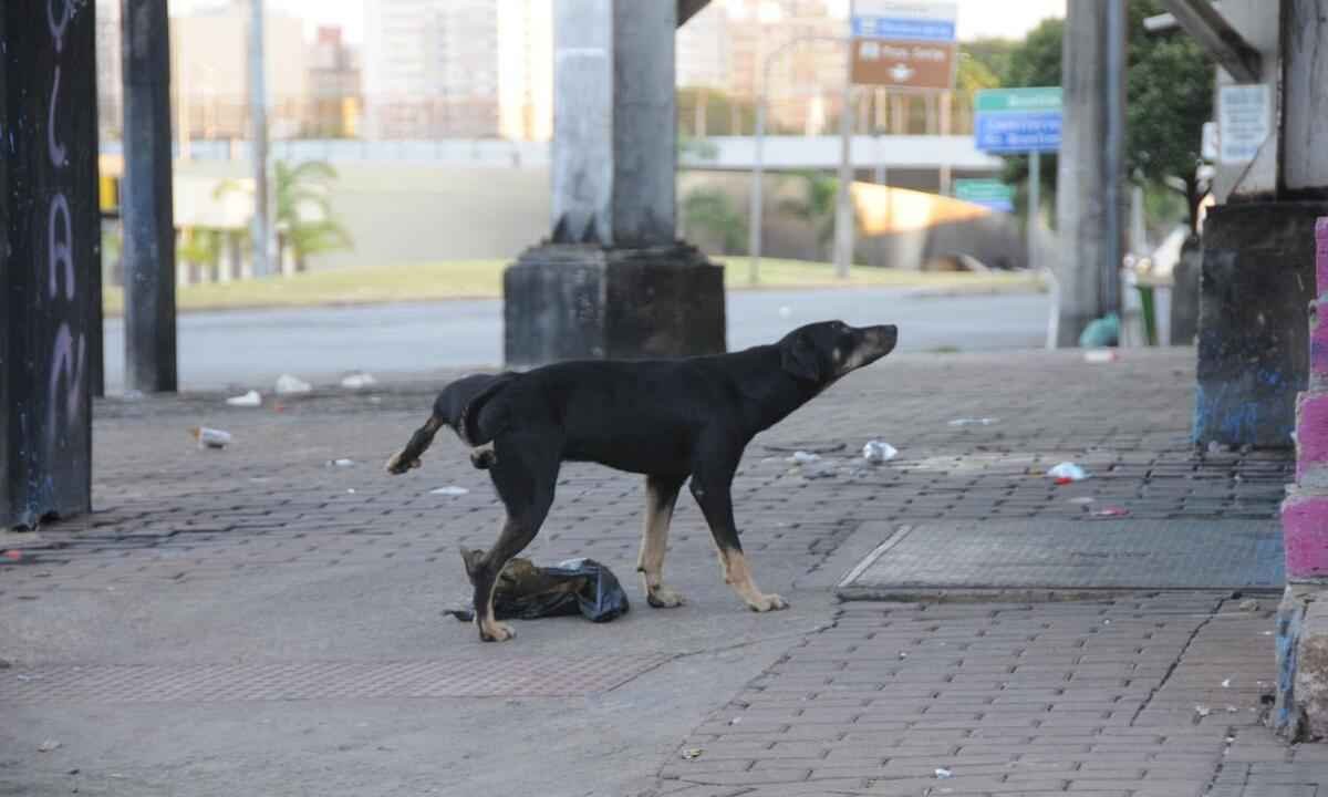 'Tem muito protetor passando fome com os animais', desabafa dona de abrigo - Juarez Rodrigues/EM/D.A Press