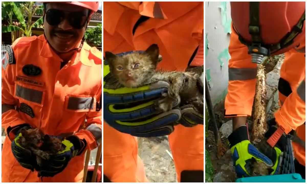 Filhotes de gatos são salvos por bombeiros dentro de tubulação - Corpo de Bombeiros/Divulgação