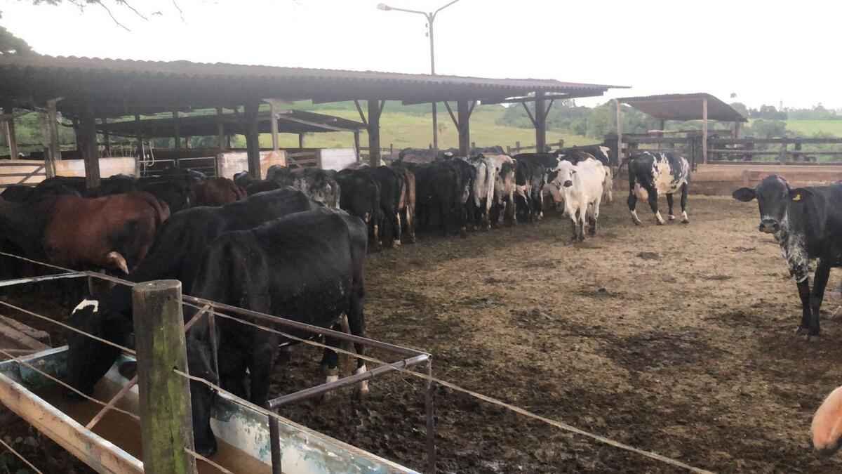 Ladrões entram no curral, matam vaca e levam só a carne - PMMG/Divulgação