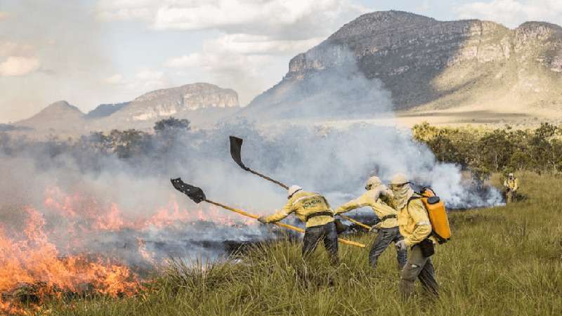 Como fogo é usado para evitar incêndios no Cerrado e Pantanal - Fernando Tatagiba/ICMBio