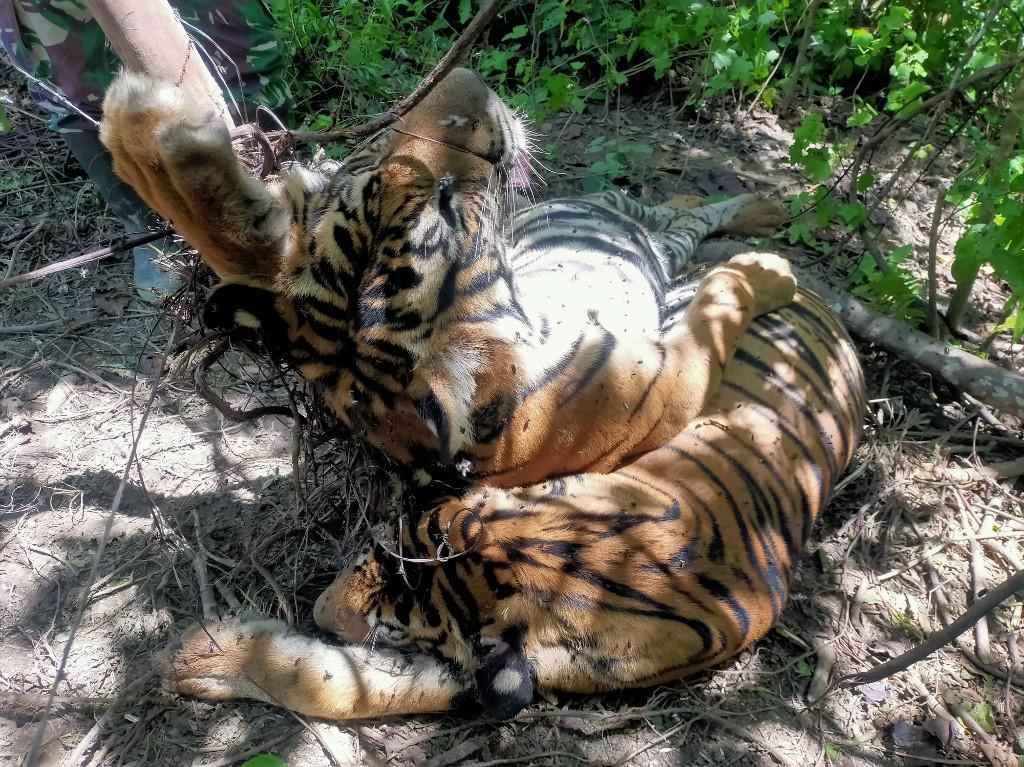 Três tigres de Sumatra são encontrados mortos em armadilhas na Indonésia - Handout / INDONESIAN POLICE / AFP