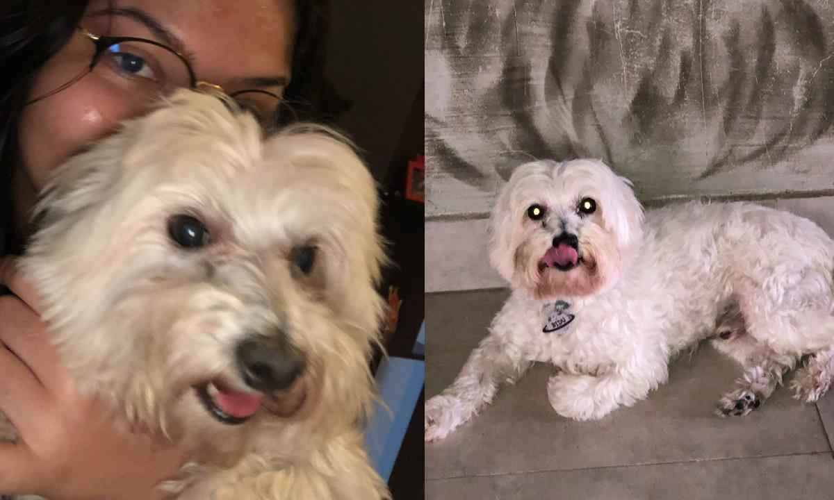 Cãozinho Bidu é encontrado pela família em BH - Reprodução/Redes Sociais/Arquivo Pessoal