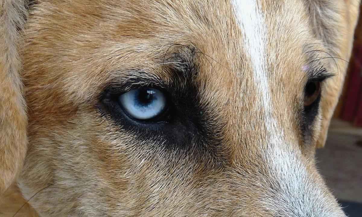 Cães matam cinco bezerros em chácara de Frutal em três dias - Creative/Commons/Divulgação