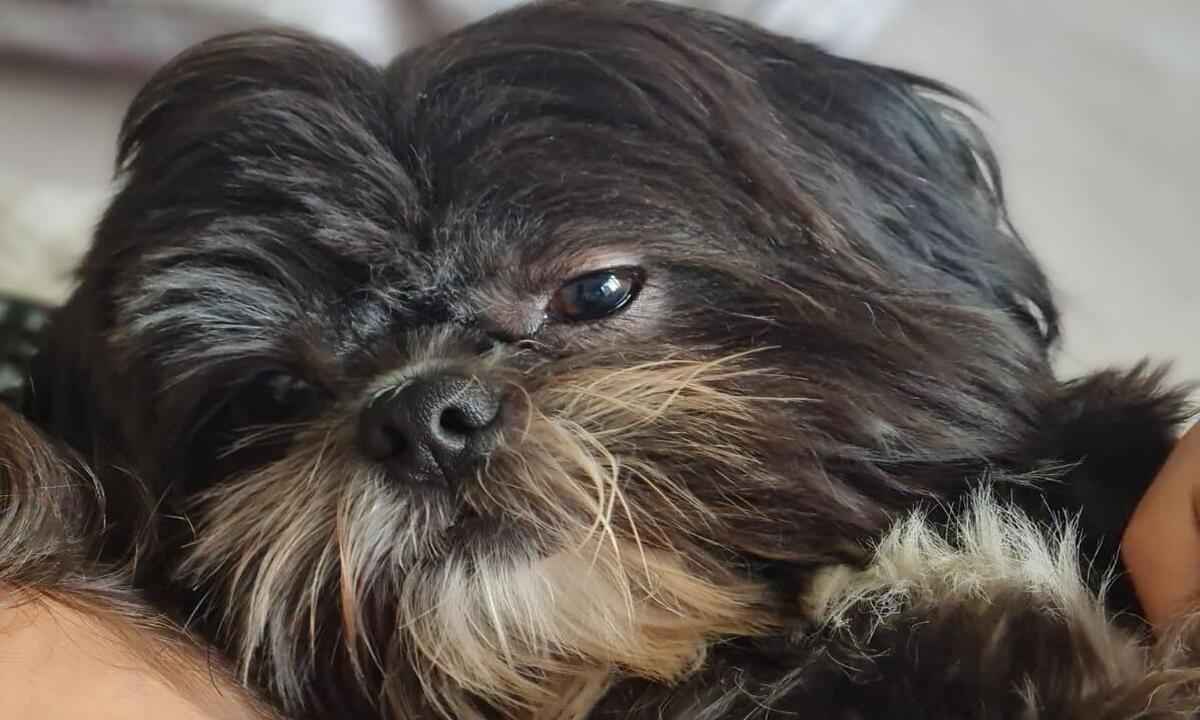 Encontre Lulu: família pede ajuda para achar cãozinho perdido no Buritis - Divulgação/ Arquivo Pessoal