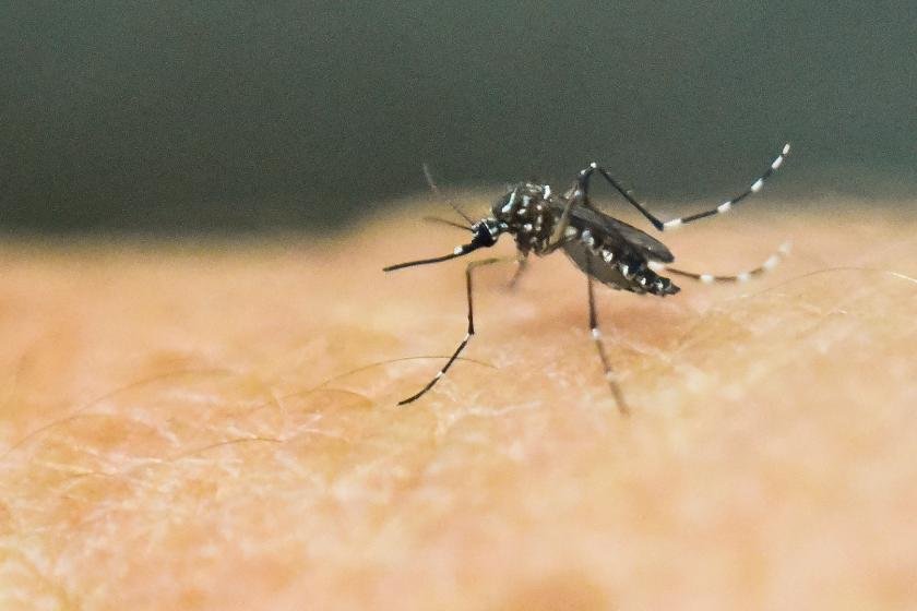 Minas é o quarto estado do Brasil em número de casos de dengue - AFP / Luis ROBAYO