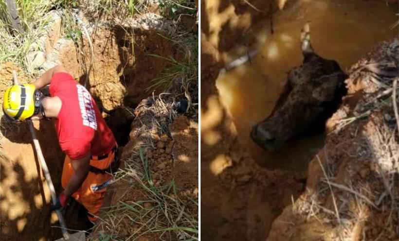 Bombeiros resgatam vaca que caiu em poço artesiano em Ubá - Corpo de Bombeiros/Divulgação