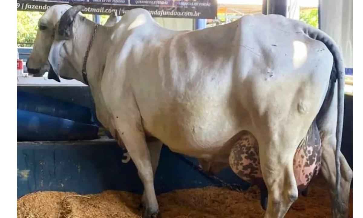 MG: vaca bate recorde mundial com produção de 80 kg de leite por dia - NaMídia Assessoria/ Divulgação