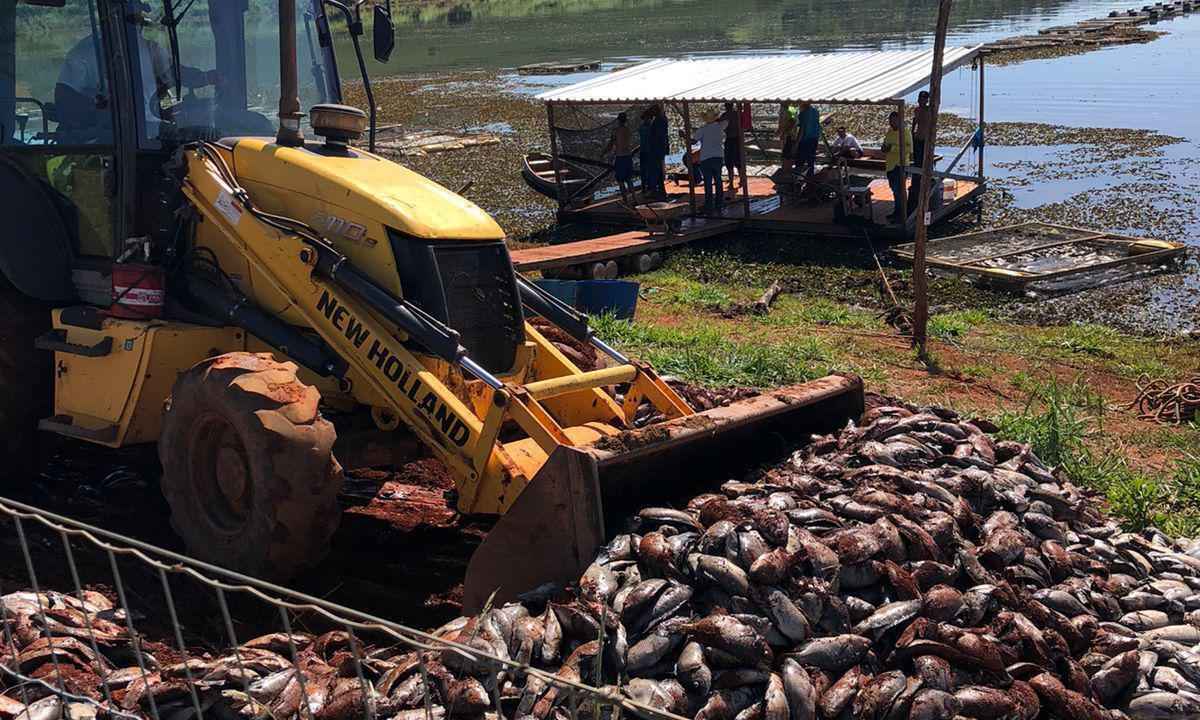 Polícia investiga mortandade de peixes no Lago de Furnas, no Sul de Minas - Redes Sociais