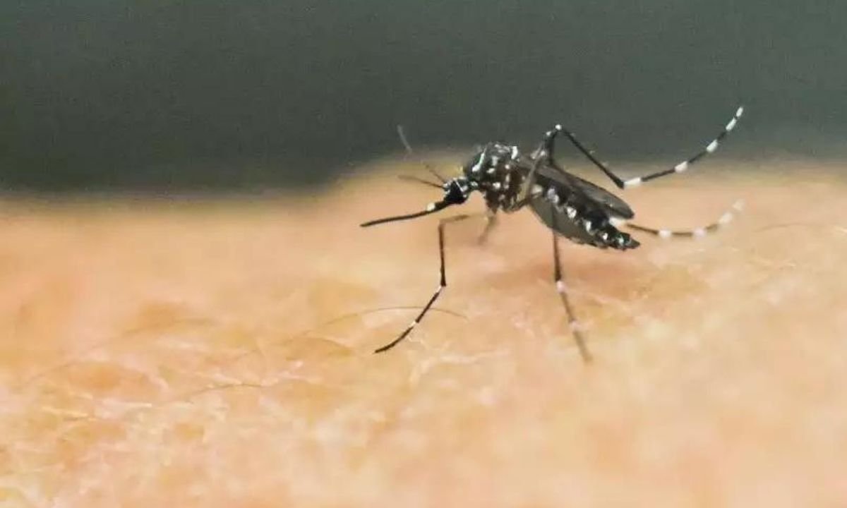 Dengue: em meio a alta de casos em MG, Brasil tem nova linhagem do vírus - AFP / Luis ROBAYO