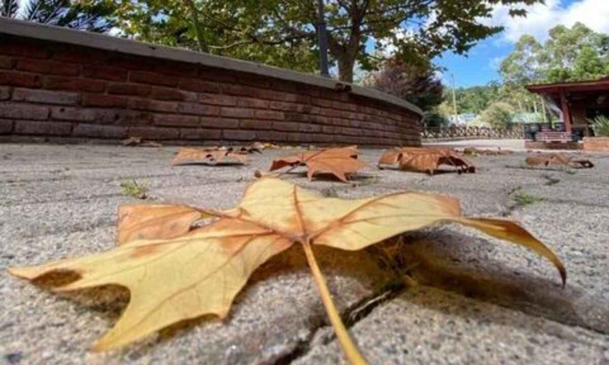 Folha seca de outono caída no chão -  (crédito: Página Tour por Monte Verde)