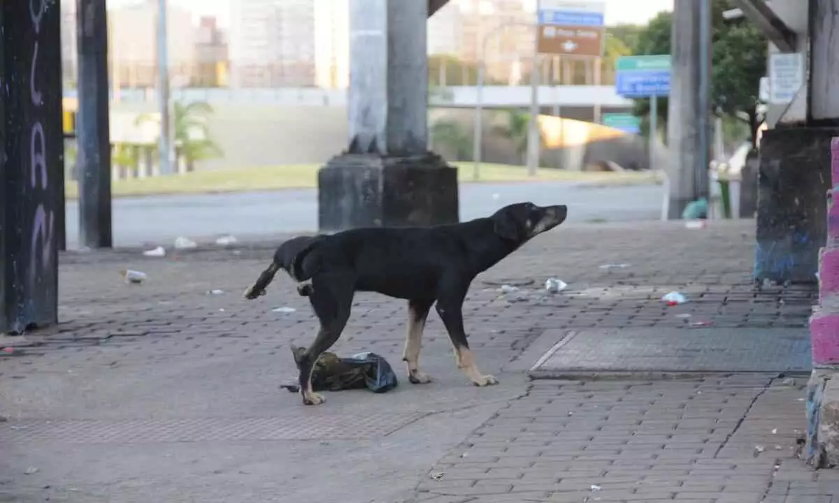 Frio: ONG acionará PBH para oferecer abrigos a animais em condição de rua - Juarez Rodrigues/EM/D.A Press