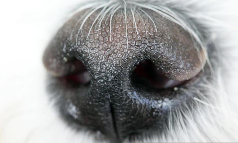Cães podem ajudar no diagnóstico da COVID-19 -  Nicolas DEBRAY/Pixabay 