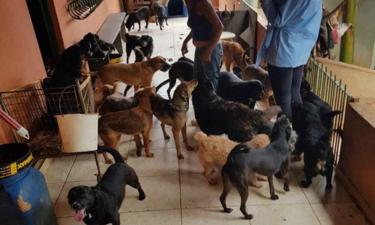 Cães de abrigos são mais vulneráveis à leishmaniose, diz estudo da Fiocruz - Fiocruz Minas/ Divulgação
