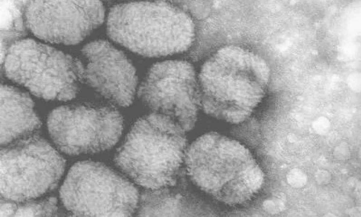 Brasileiro é o 1º diagnosticado com 'varíola dos macacos' na Alemanha - crédito: AFP