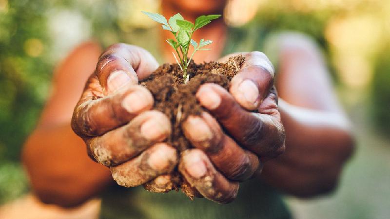 Comida do futuro: as plantas pouco conhecidas que podem nos alimentar em 2050 - Getty Images