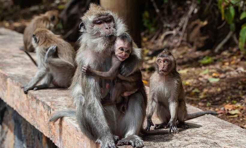 Mais de 200 casos confirmados de varíola do macaco no mundo, segundo agência europeia - Pixabay