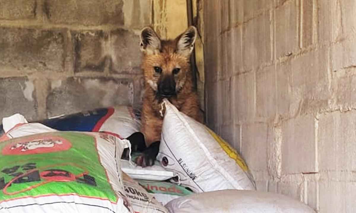 Loba prenha é resgatada dentro de depósito de empresa no Triângulo Mineiro - Claudio Yudi/Divulgação