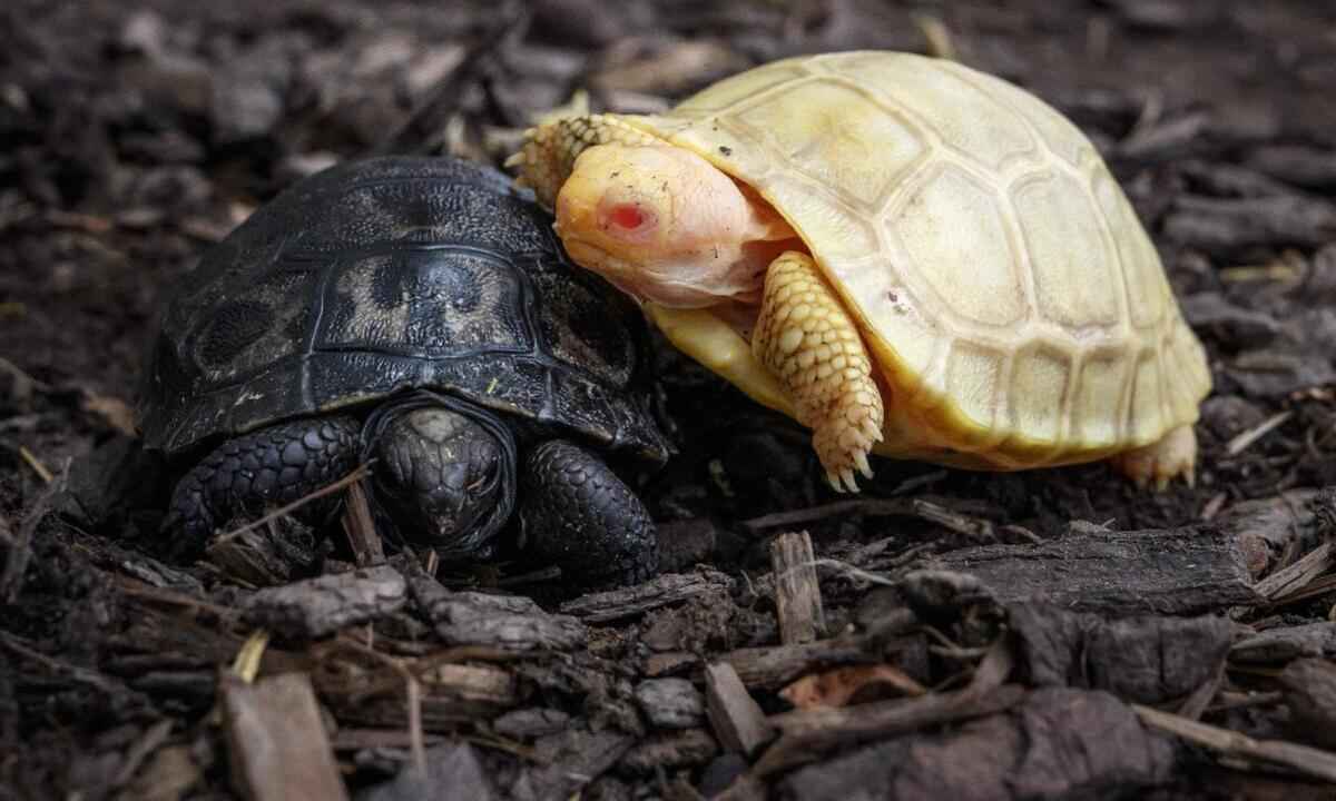 Nasce em zoológico a primeira tartaruga gigante de Galápagos albina - Fabrice COFFRINI/AFP