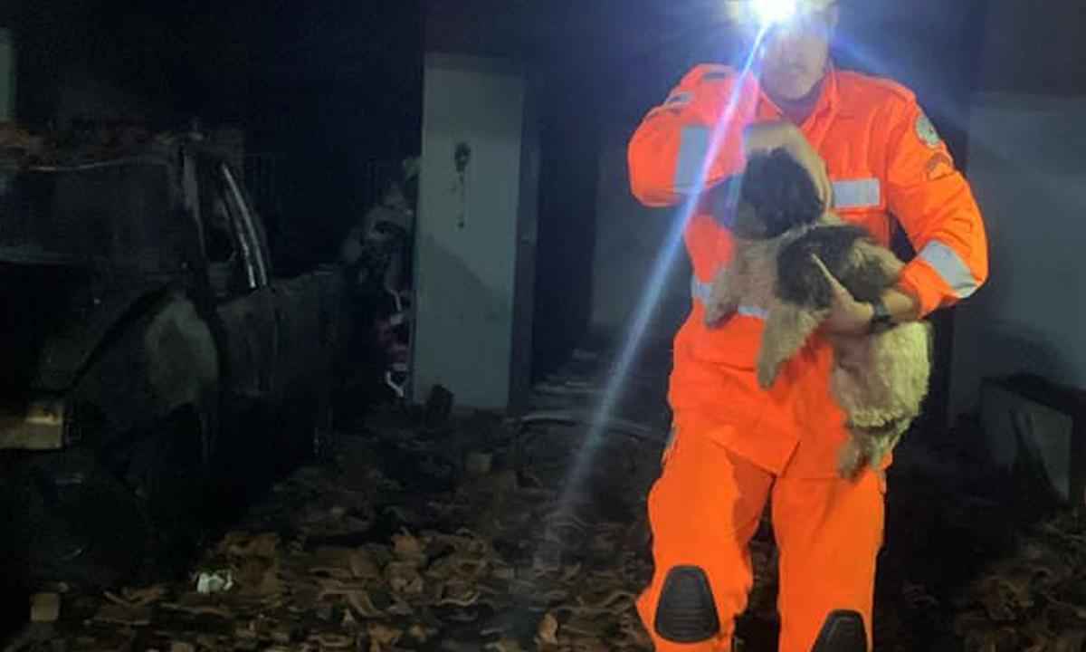 Três cães escapam ilesos de incêndio de grandes proporções em casa - 8º BBM/Divulgação