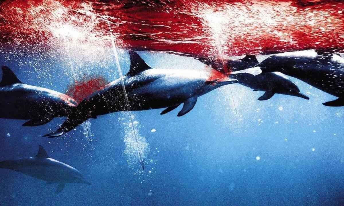 Especial com filmes sobre meio ambiente reúne títulos premiados - Participant Media/divulgação