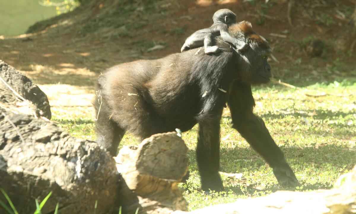 Anaya, caçula da família de gorilas do Zoo de BH, completa 3 anos - Jair Amaral/EM/D.A Press
