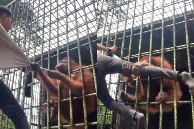 VÍDEO: Orangotango agarra visitante em zoológico e se recusa a soltá-lo - Reprodução