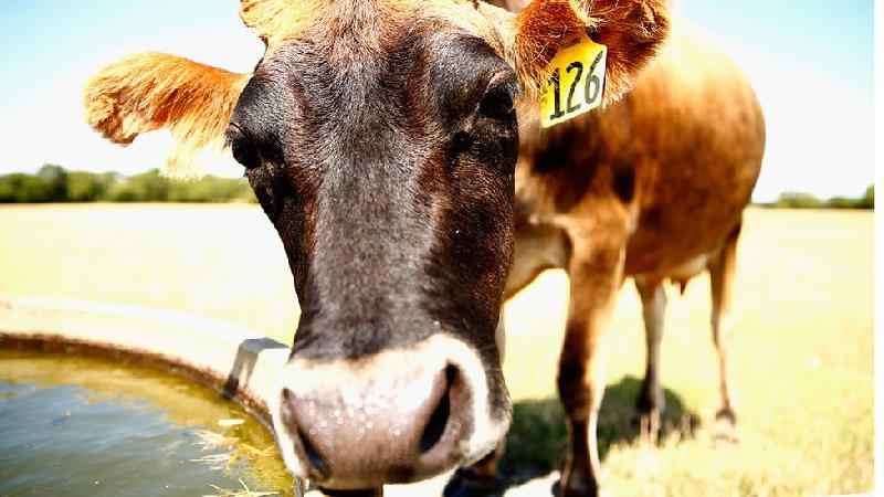 País quer taxar arroto de gado para combater aquecimento global - Getty Images