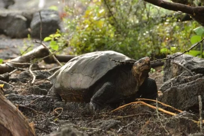 Fernanda: a tartaruga gigante considerada extinta há 100 anos - Courtesy of the Galápagos Conservancy