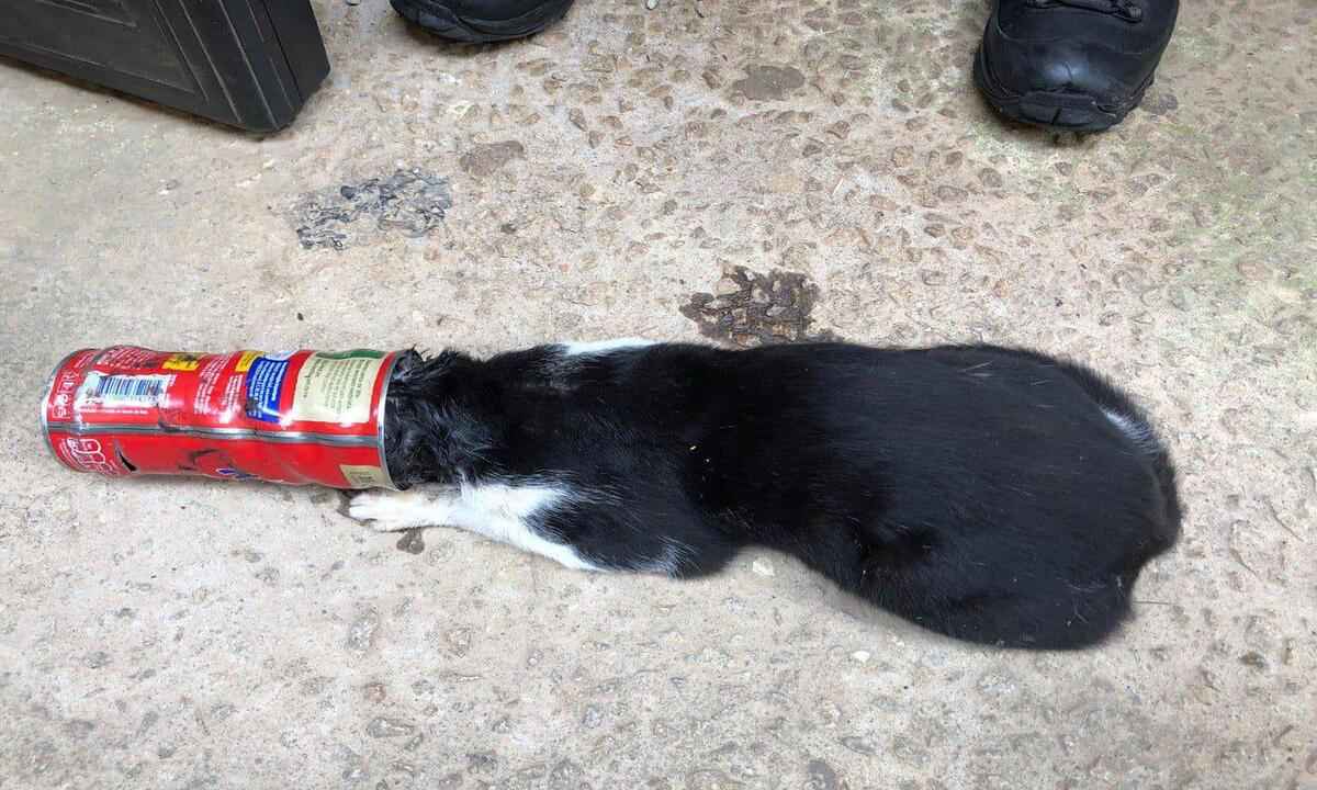 Vídeo: gato é resgatado após ficar com cabeça presa em lata de achocolatado - Corpo de Bombeiros/Divulgação