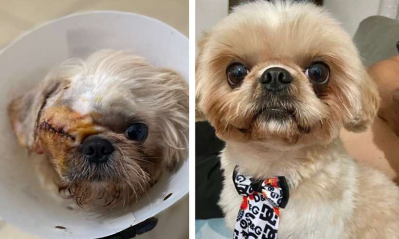 Pet shop onde cachorro perdeu o olho muda de endereço e continua atendendo - Arquivo Pessoal/ Divulgação