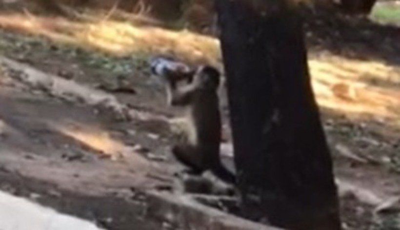 Vídeo: macaco vira garrafa de cerveja e viraliza na rede social - Reprodução