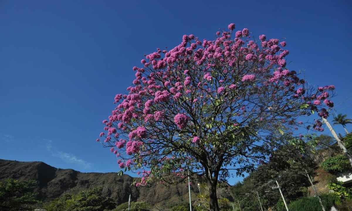 Ipê roxo 'colore' áreas próximas à Serra do Curral - LEANDRO COURI/EM/D.A PRESS
