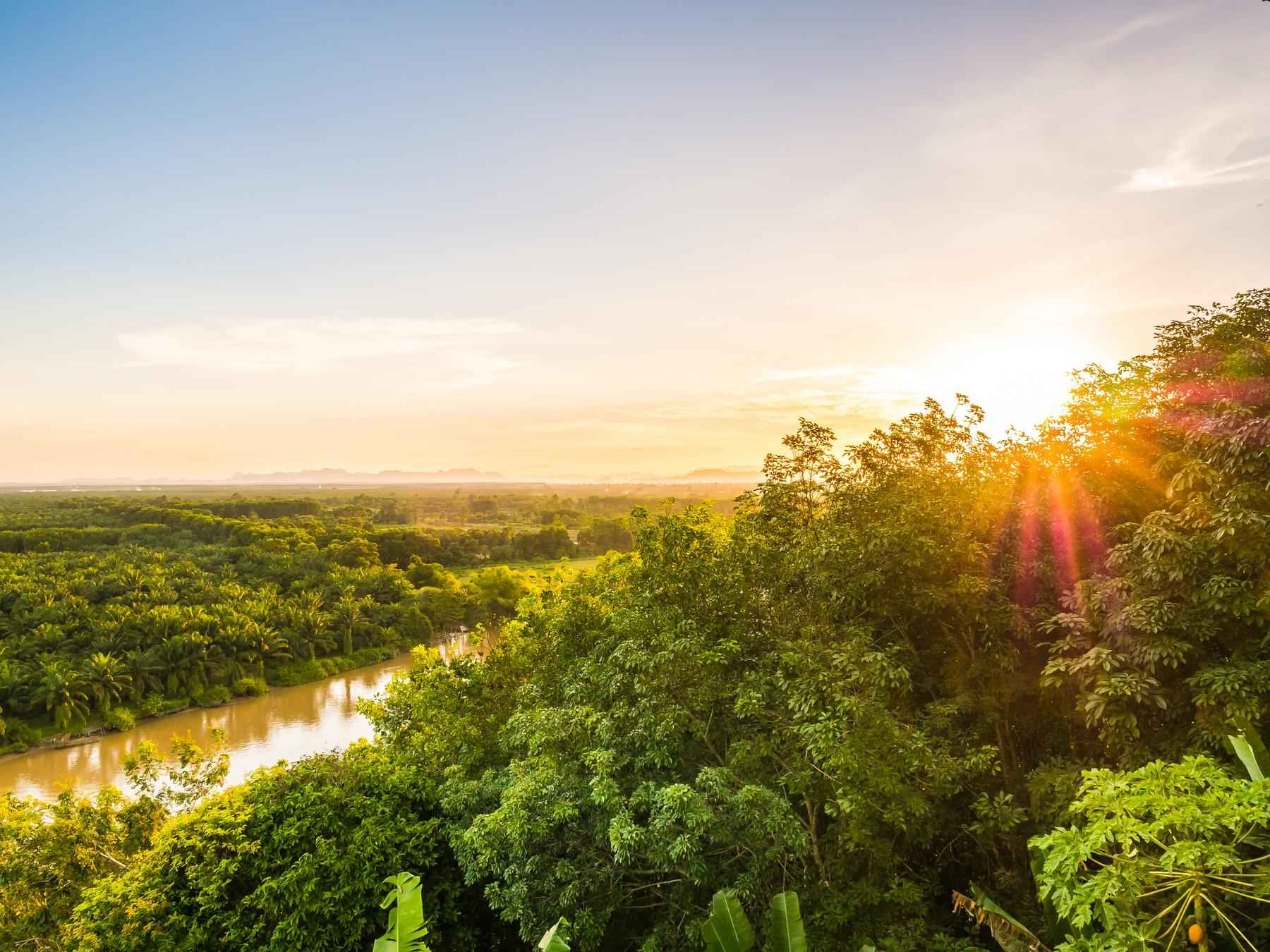 Ratanabá: como a cidade fake na Amazônia virou assunto mais falado na web - Freepik