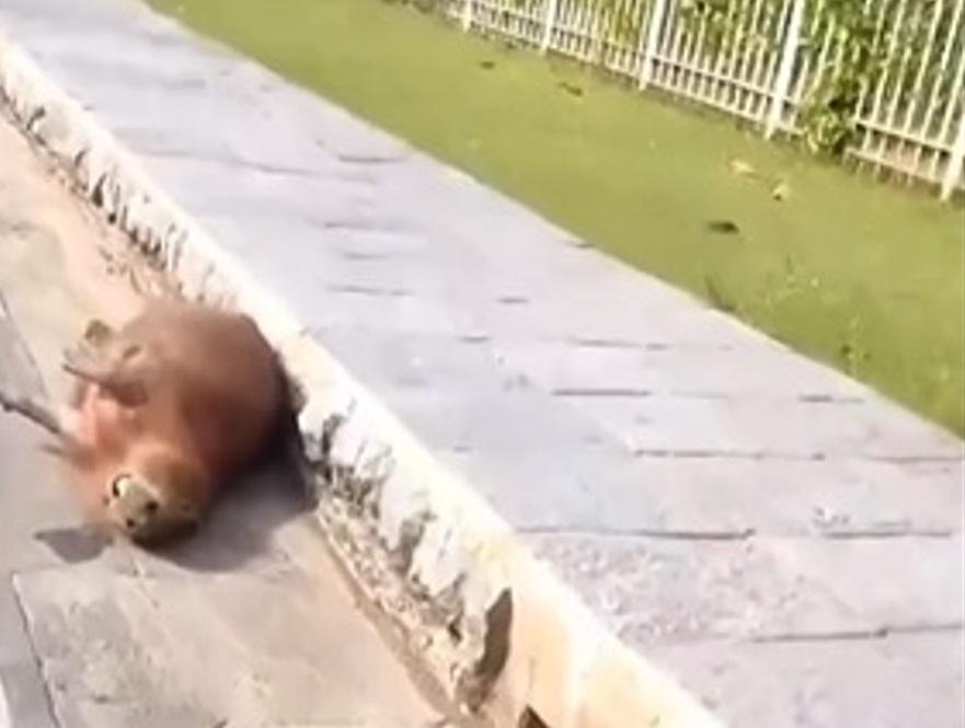 Vídeo: capivara morre após ser atropelada em Lagoa Santa - Divulgação/ Amália Rocha