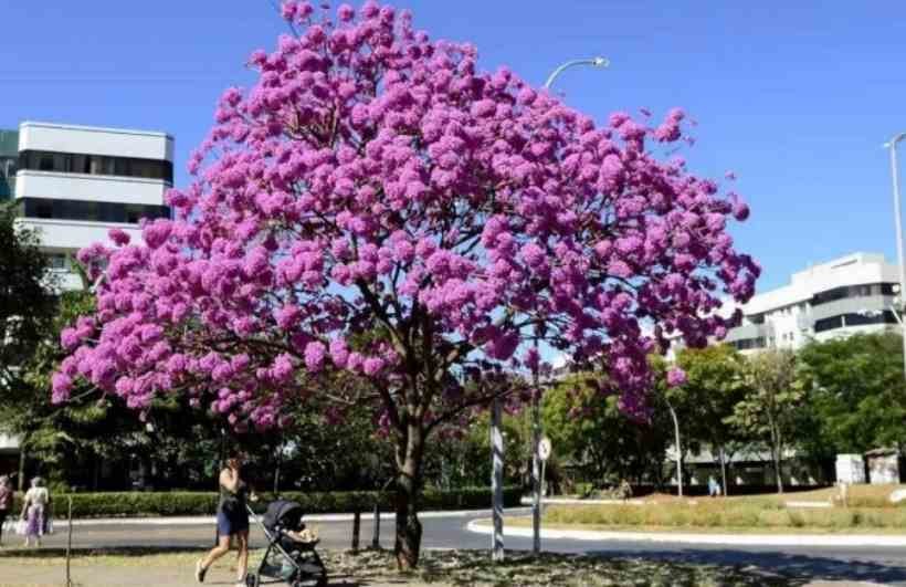 Ruas verdes e coloridas fazem bem à saúde, constata experimento - Marcelo Ferreira/CB/D.A Press