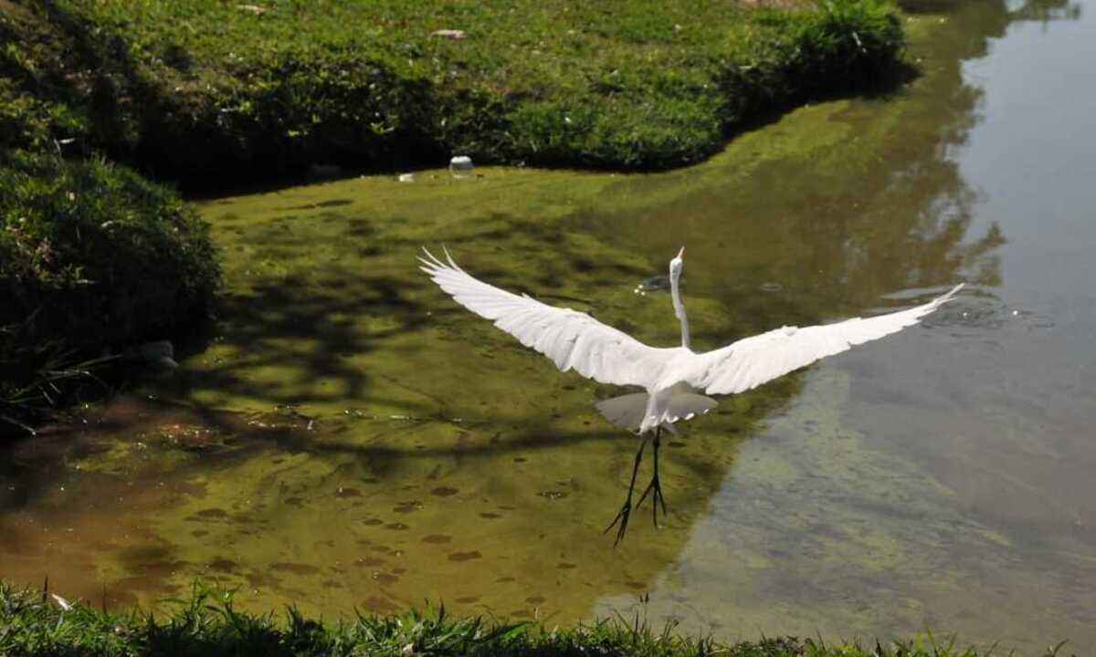 Desassoreamento da Lagoa da Pampulha será retomado em setembro - Gladyston Rodrigues/EM/D.A Press