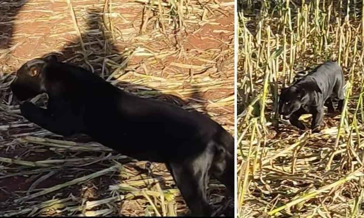 Vídeo: onça-preta é vista durante colheita de milho em fazenda de Minas - Reprodução