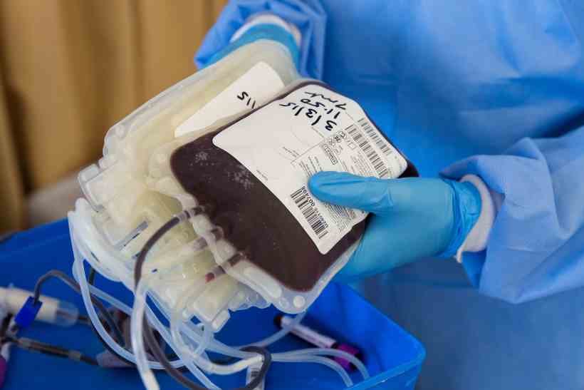 Junho Vermelho: cada pessoa que doa sangue salva quatro vidas - Ahmad Ardity/Pixabay