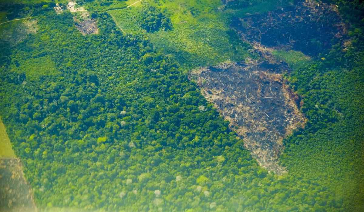 Mineiro participa de pesquisa inédita sobre desmatamento na Amazônia - Agência Pará