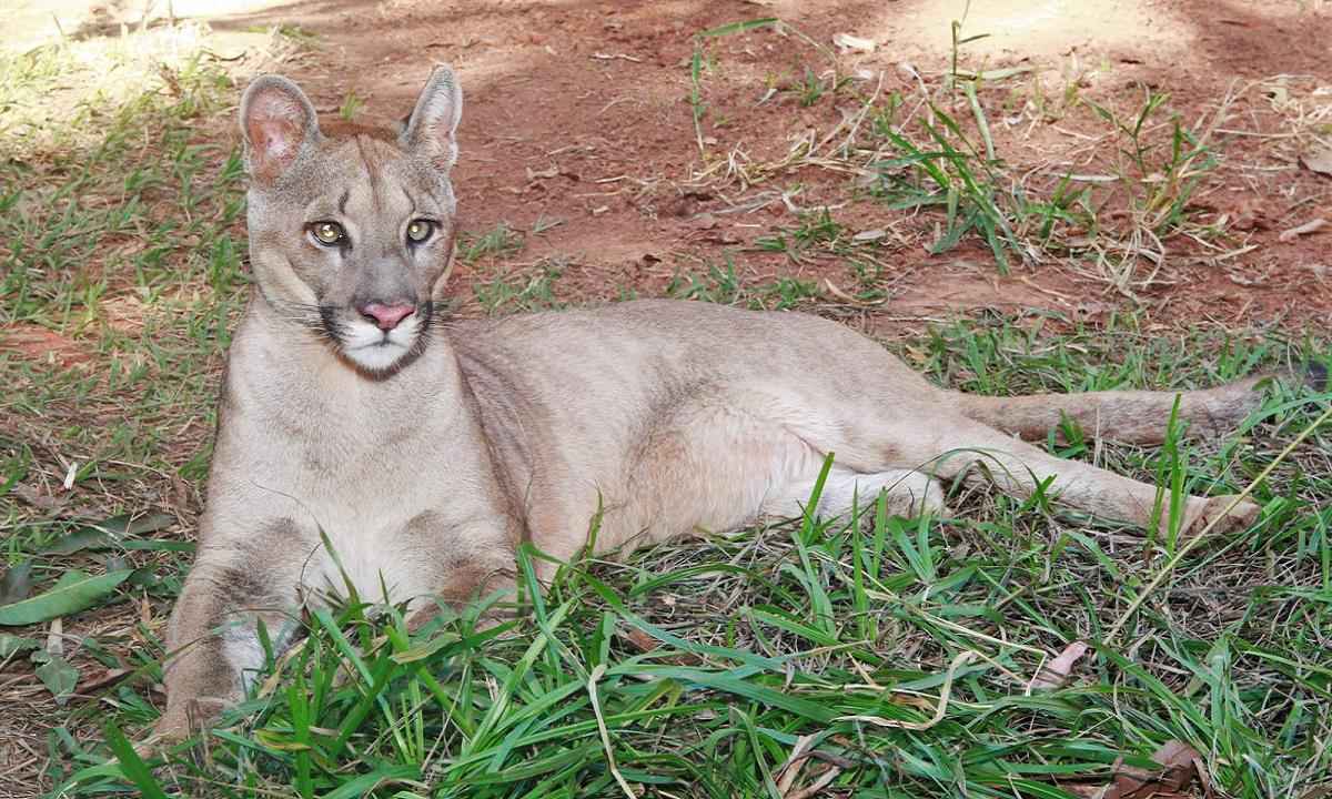 Após cirurgia, onça-parda é transferida para zoológico de Uberlândia - Danilo Henriques/Secom/PMU