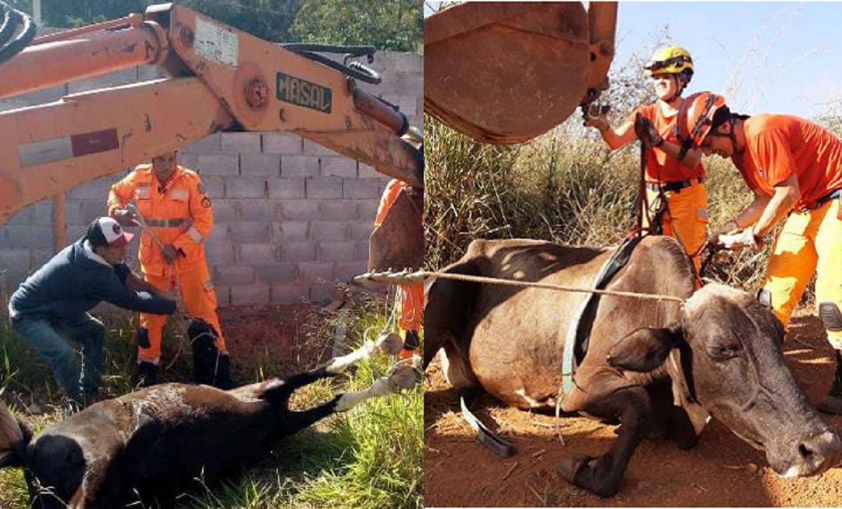 Bombeiros resgatam vaca e cavalo em locais de difícil acesso - Corpo de Bombeiros/Divulgação