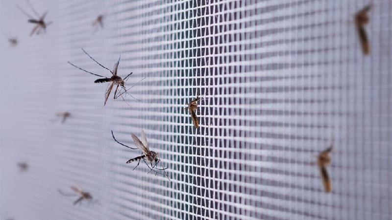 Como zika e dengue podem deixar seres humanos mais atraentes para mosquitos - Getty Images