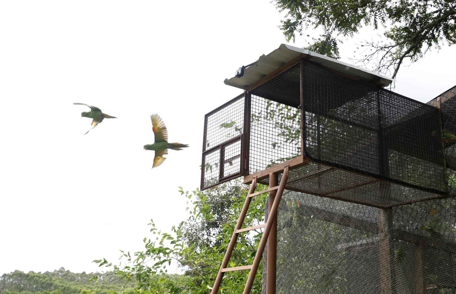 Vídeo: Aves resgatadas de cativeiros dão o primeiro voo livre em Brumadinho - Vale/Divulgação