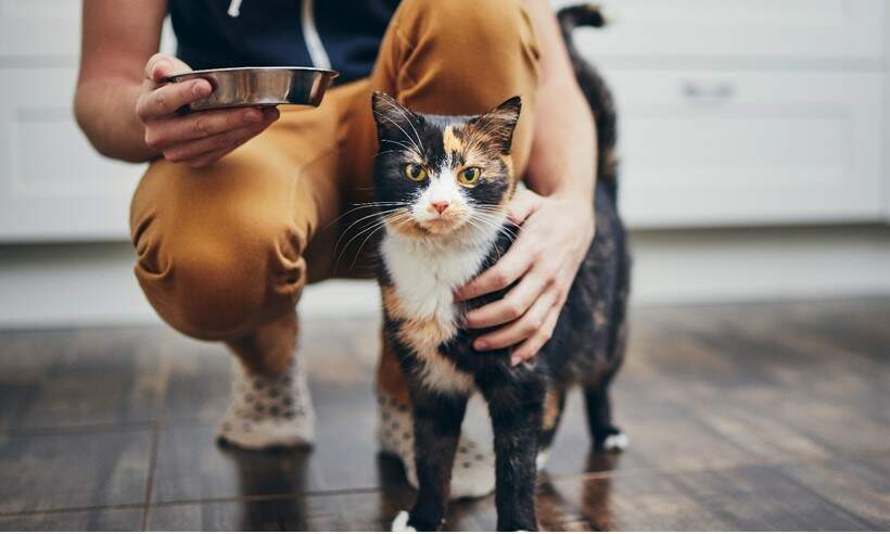 Gatos: médico veterinário explica os comportamentos mais famosos dos bichanos - Educa Mais Brasil