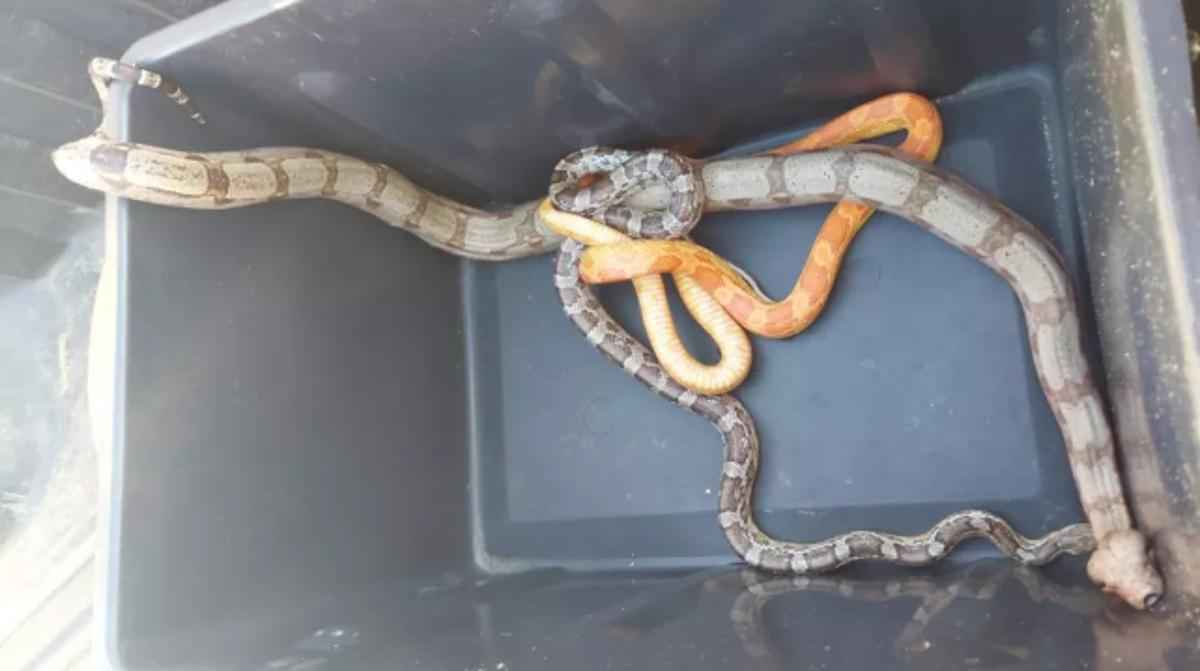 Polícia multa homem que passeava com cobras em Itajubá - PM Ambiental 