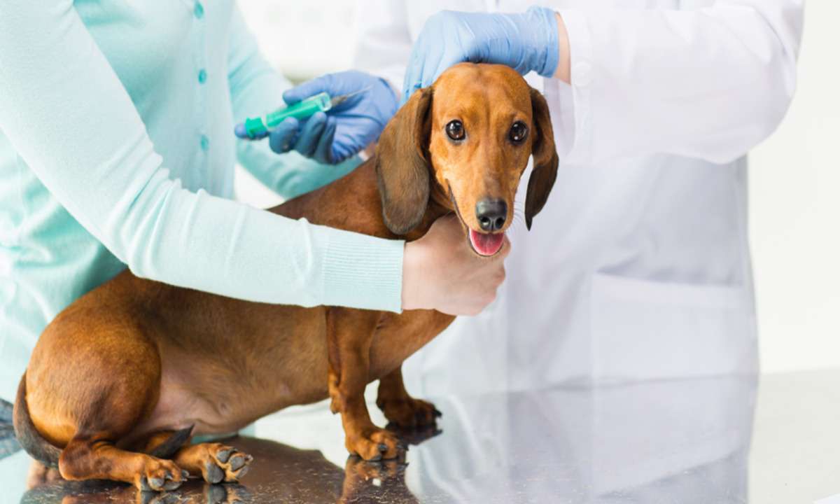 PBH amplia rede de frios para campanha de vacinação de cães e gatos - Freepik/Reprodução