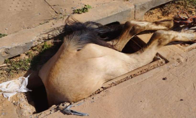 Cavalo cai em bueiro aberto e fica apenas com as patas traseiras para fora - Corpo de Bombeiros/Divulgação